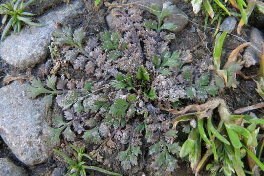 Imagem de Lepidium tenuicaule Kirk