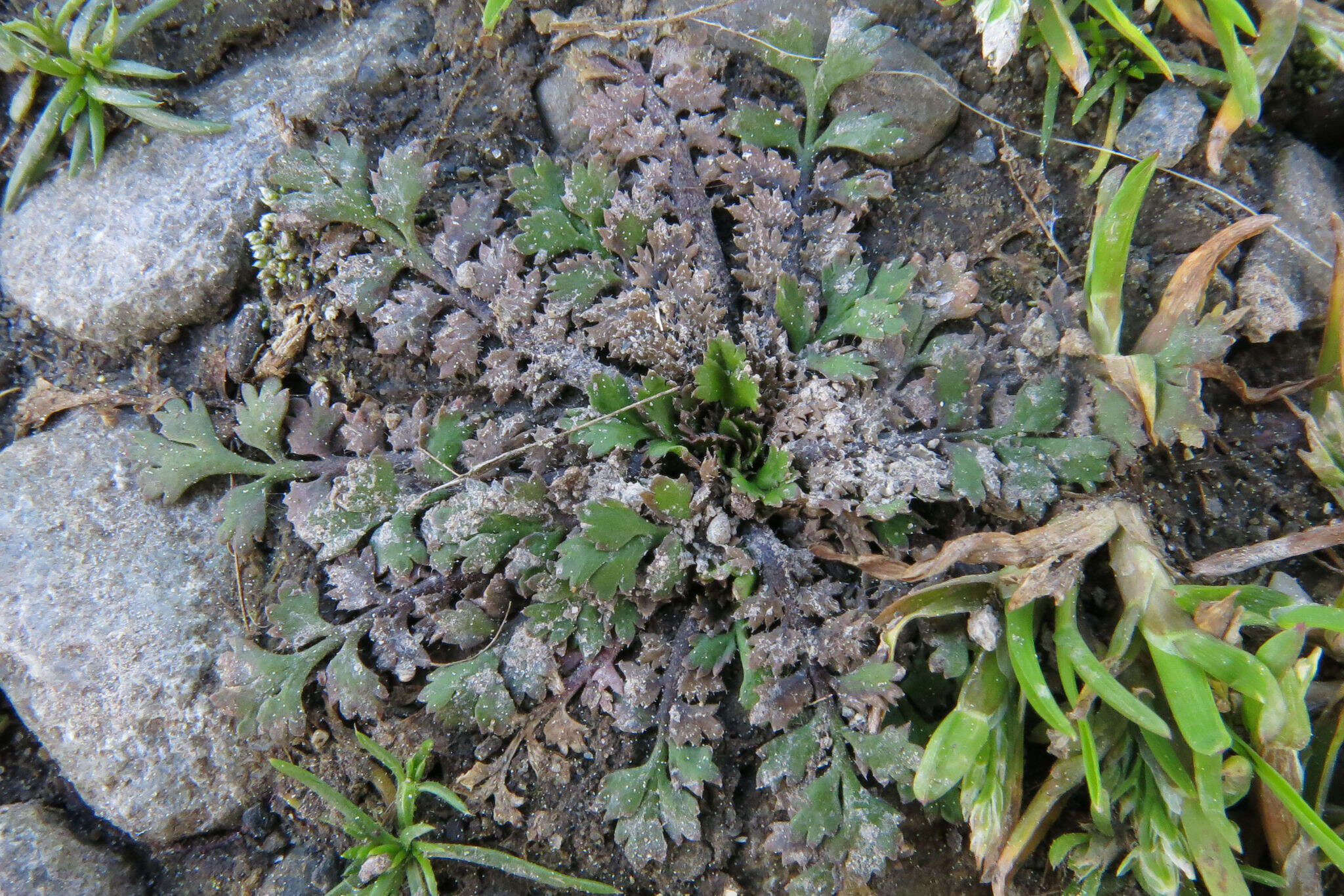 Image of Lepidium tenuicaule Kirk