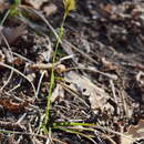 Image of Carex michelii Host