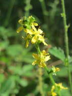 Image of Agrimony