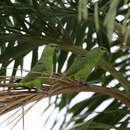 Image of Short-tailed Parrot