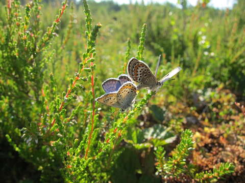 Image of black crowberry