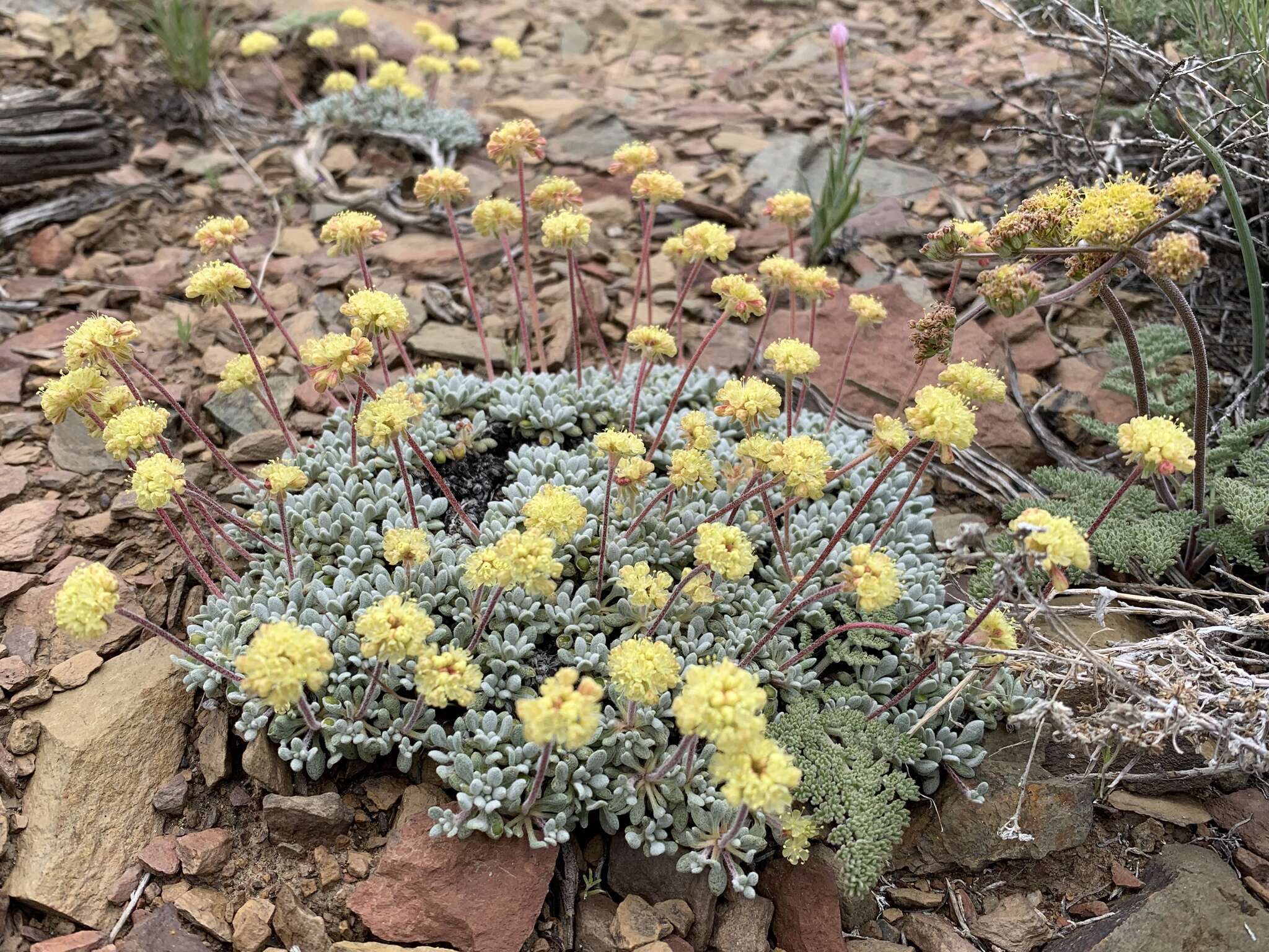 Imagem de Eriogonum caespitosum Nutt.