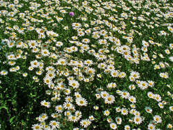 Image of Oxeye Daisy