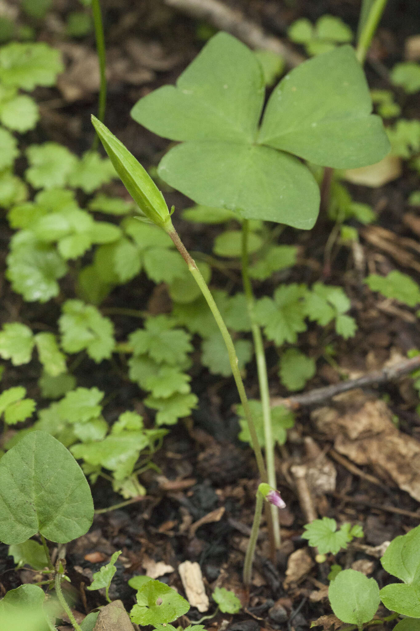 Sivun Oxalis obtriangulata Maxim. kuva