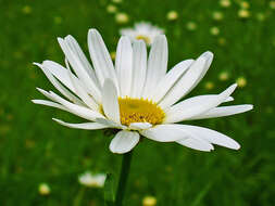 Image of Oxeye Daisy