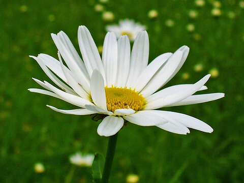 Image of Oxeye Daisy