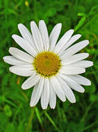 Image of Oxeye Daisy