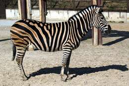 Image of zebra