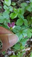 صورة Viola ocellata Torr. & Gray