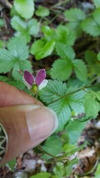 Image de Viola ocellata Torr. & Gray