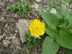 Image of Trollius dschungaricus Regel