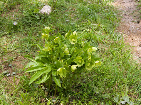 Image of Helleborus odorus subsp. cyclophyllus (A. Braun) Strid