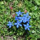 Plancia ëd Gentiana verna subsp. verna