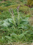 Image of Pleurophyllum criniferum Hook. fil.