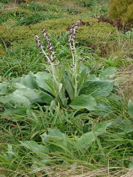 Image of Pleurophyllum criniferum Hook. fil.