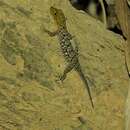Image of Mysore Day Gecko