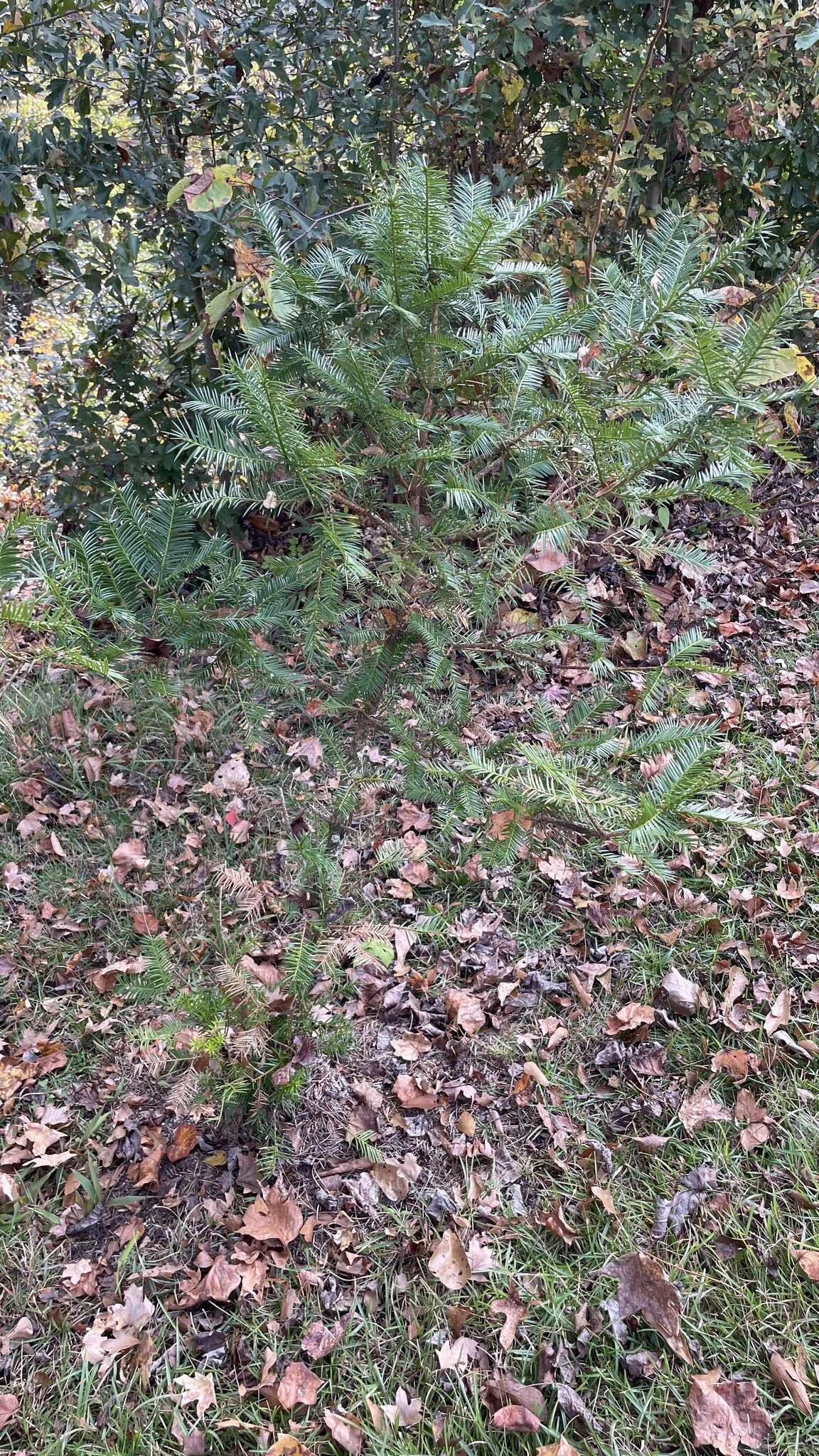 Image of Florida Nutmeg Tree