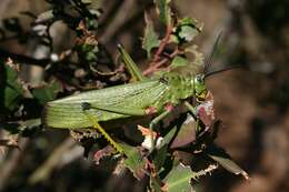 Plancia ëd Phymateus (Phymateus) viridipes Stål 1873