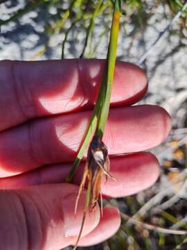 Image of Tetraria eximia C. B. Clarke