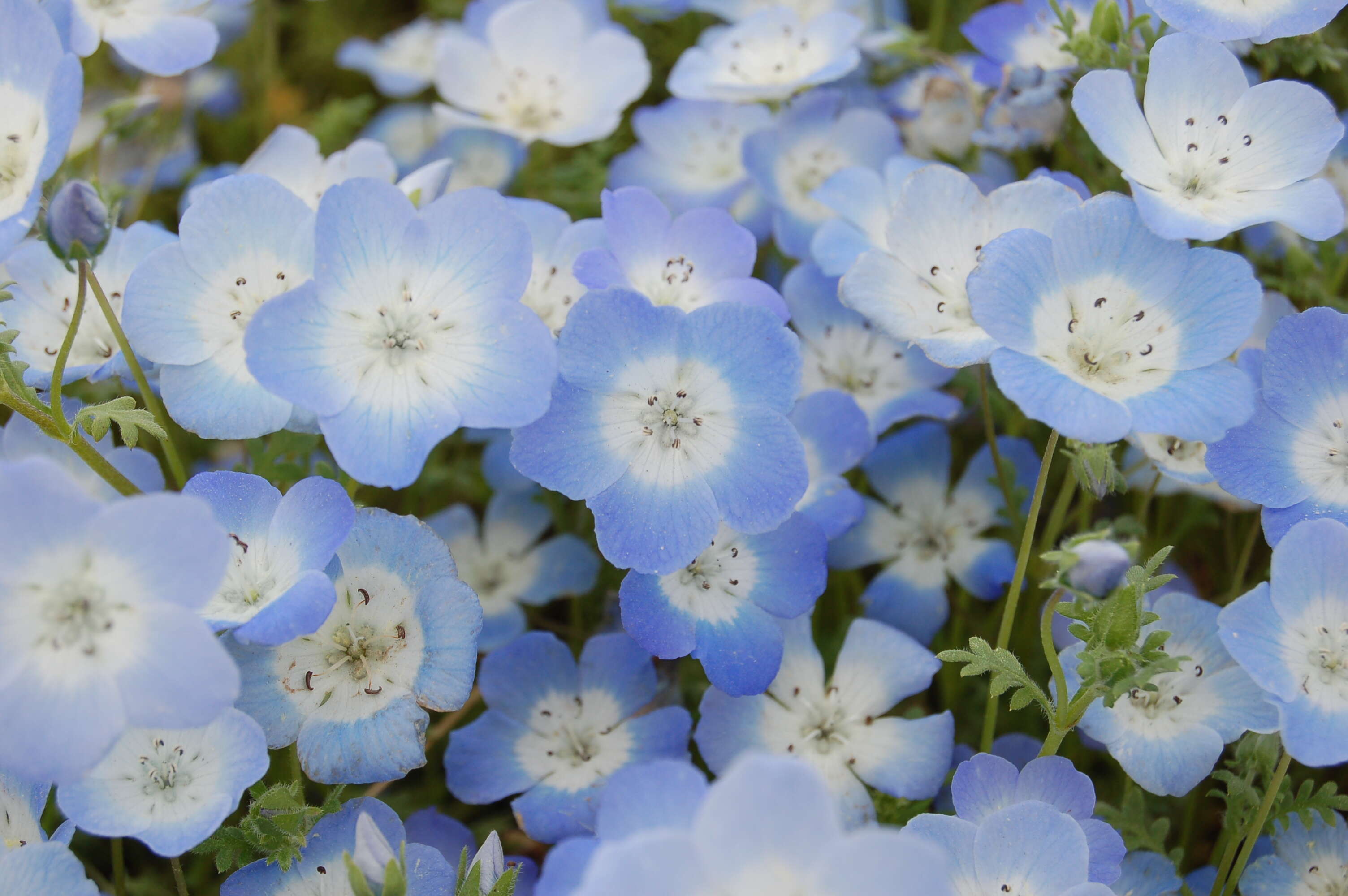 Image of baby blue eyes