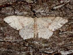 Image of Idaea halmaea Meyrick 1888