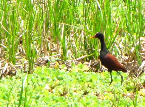 Image of Wattled Jacana