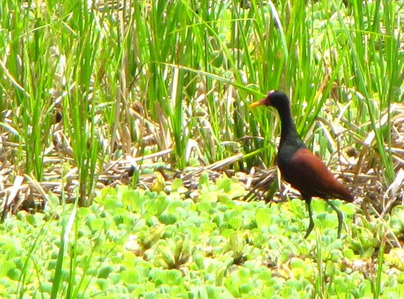 Image of Wattled Jacana