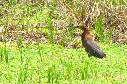 Image of Rufescent Tiger Heron