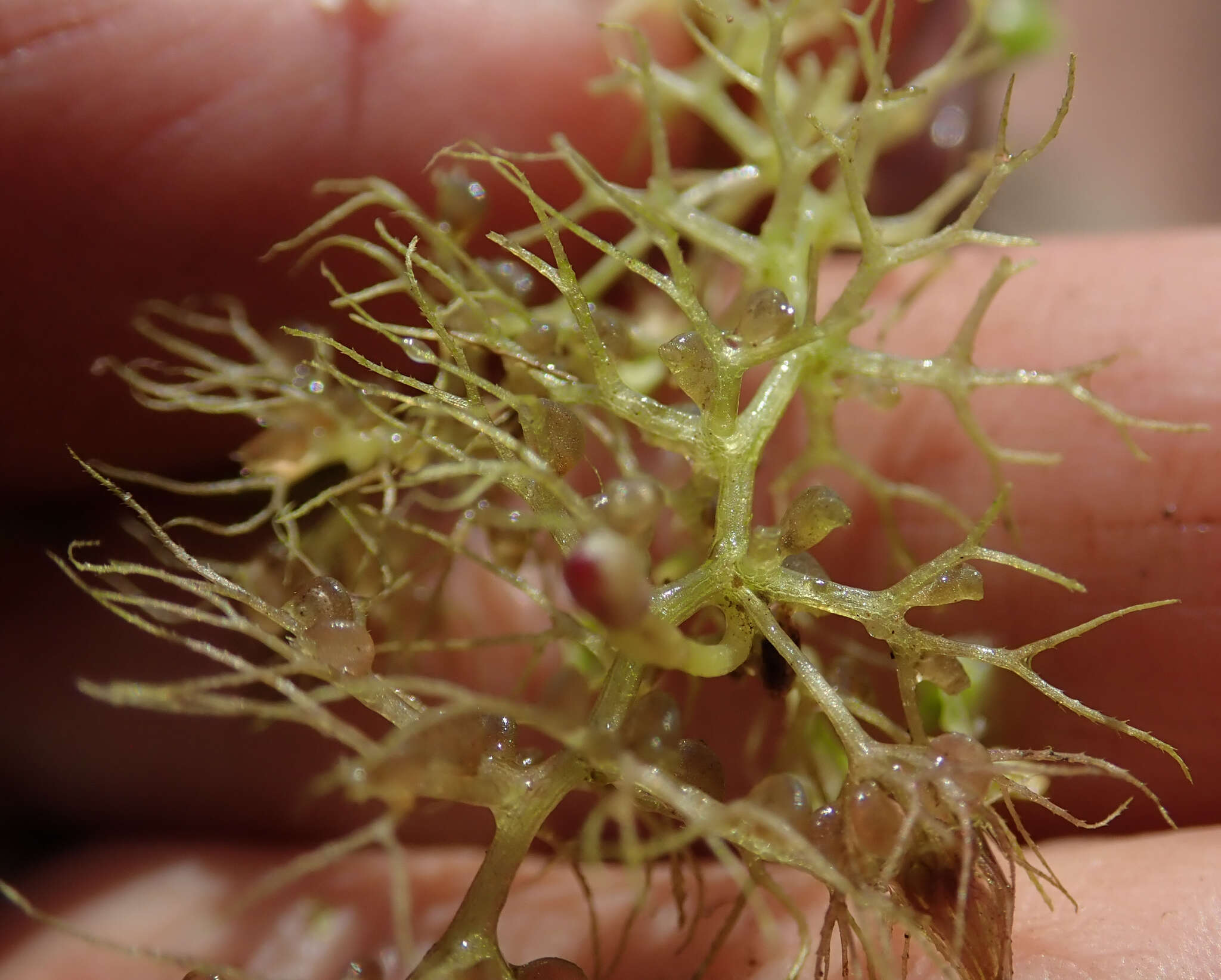 Image of Utricularia raynalii P. Taylor