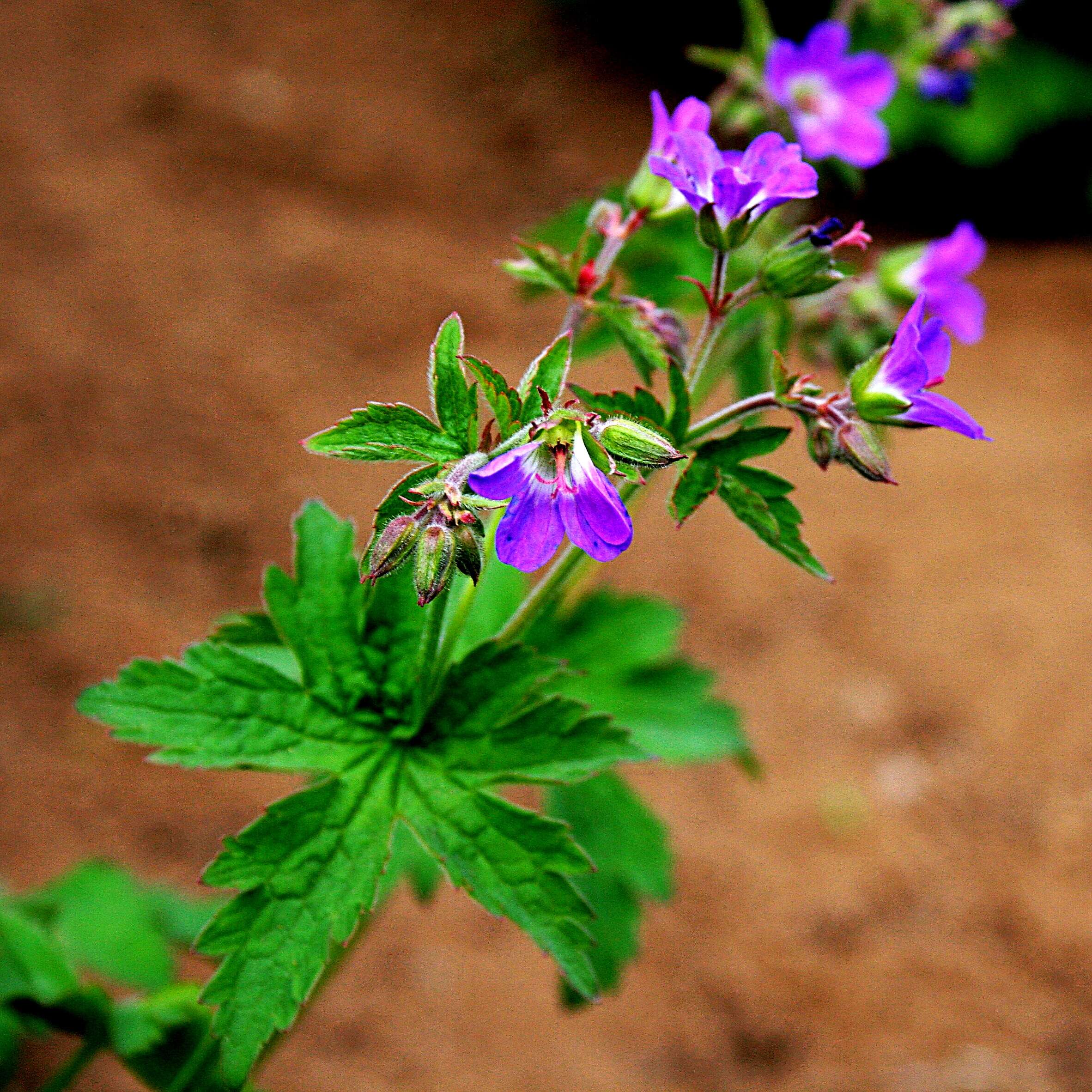 Image of Geranium × magnificum