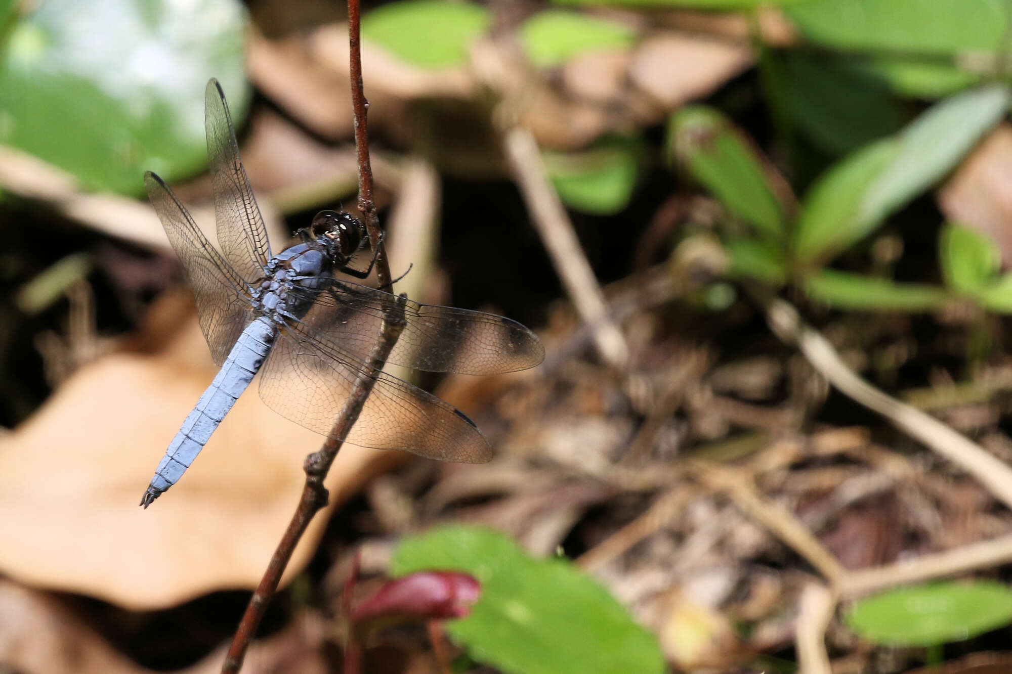 Image of Libellula foliata (Kirby 1889)