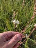 Oenothera coloradensis (Rydb.) W. L. Wagner & Hoch resmi