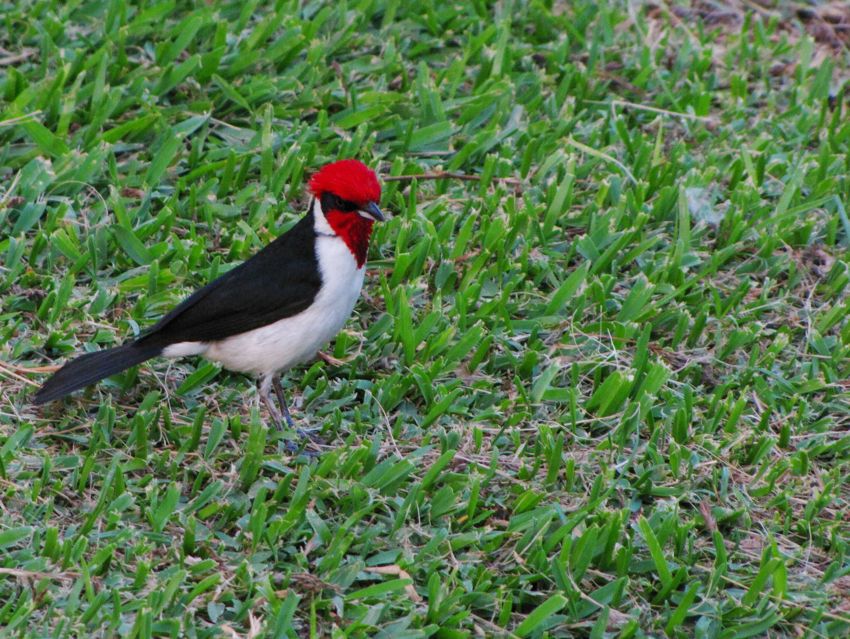 Image of Masked Cardinal