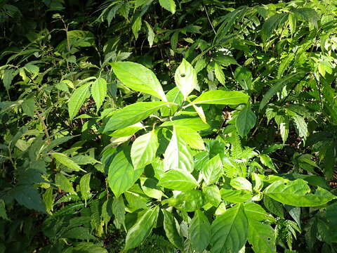 Imagem de Strobilanthes cusia (Nees) O. Kuntze