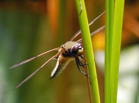 Image of Four-spotted Chaser