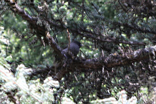 Image of Sichuan Grey Jay