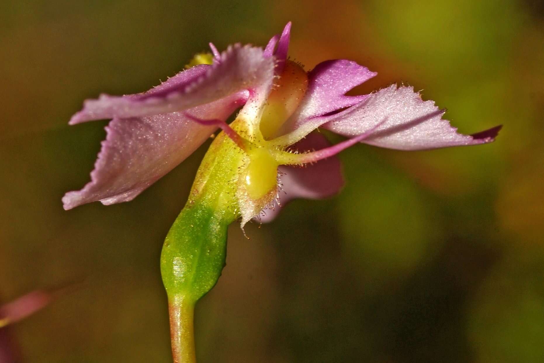 Image of Stylidium nymphaeum Wege