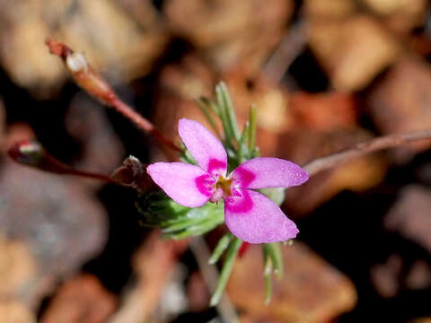 Image of Stylidium repens R. Br.