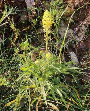 Image of Reseda crystallina Webb & Berth.