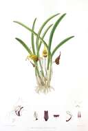 Image of Masdevallia civilis Rchb. fil. & Warsz.