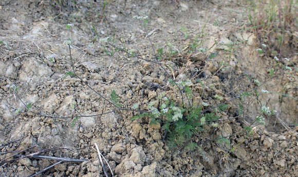 Image of bristlefruit hedgeparsley