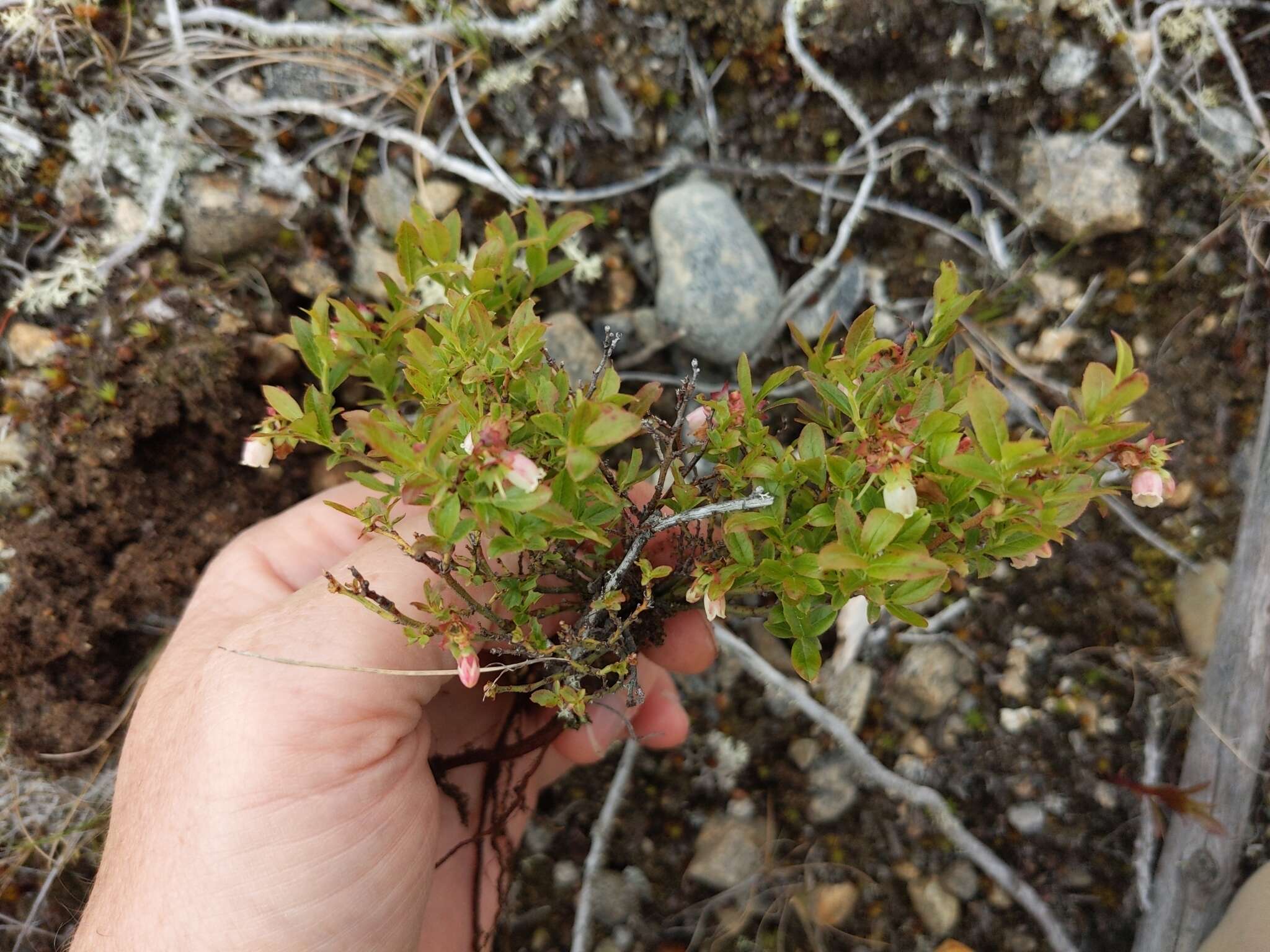 Image of northern blueberry