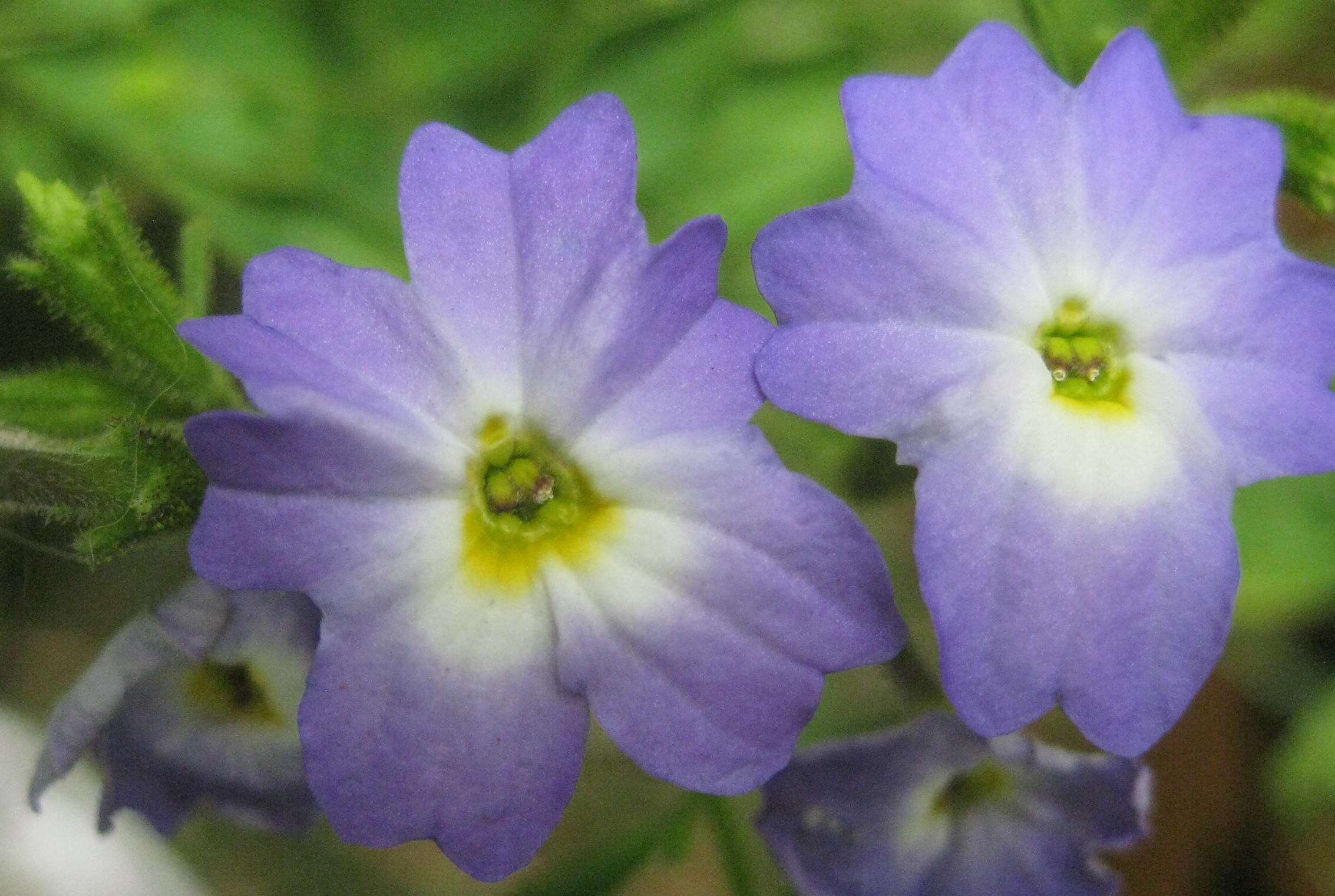 Image of Jamaican forget-me-not
