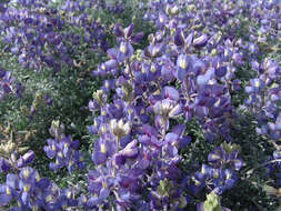 Image of Douglas' silver lupine