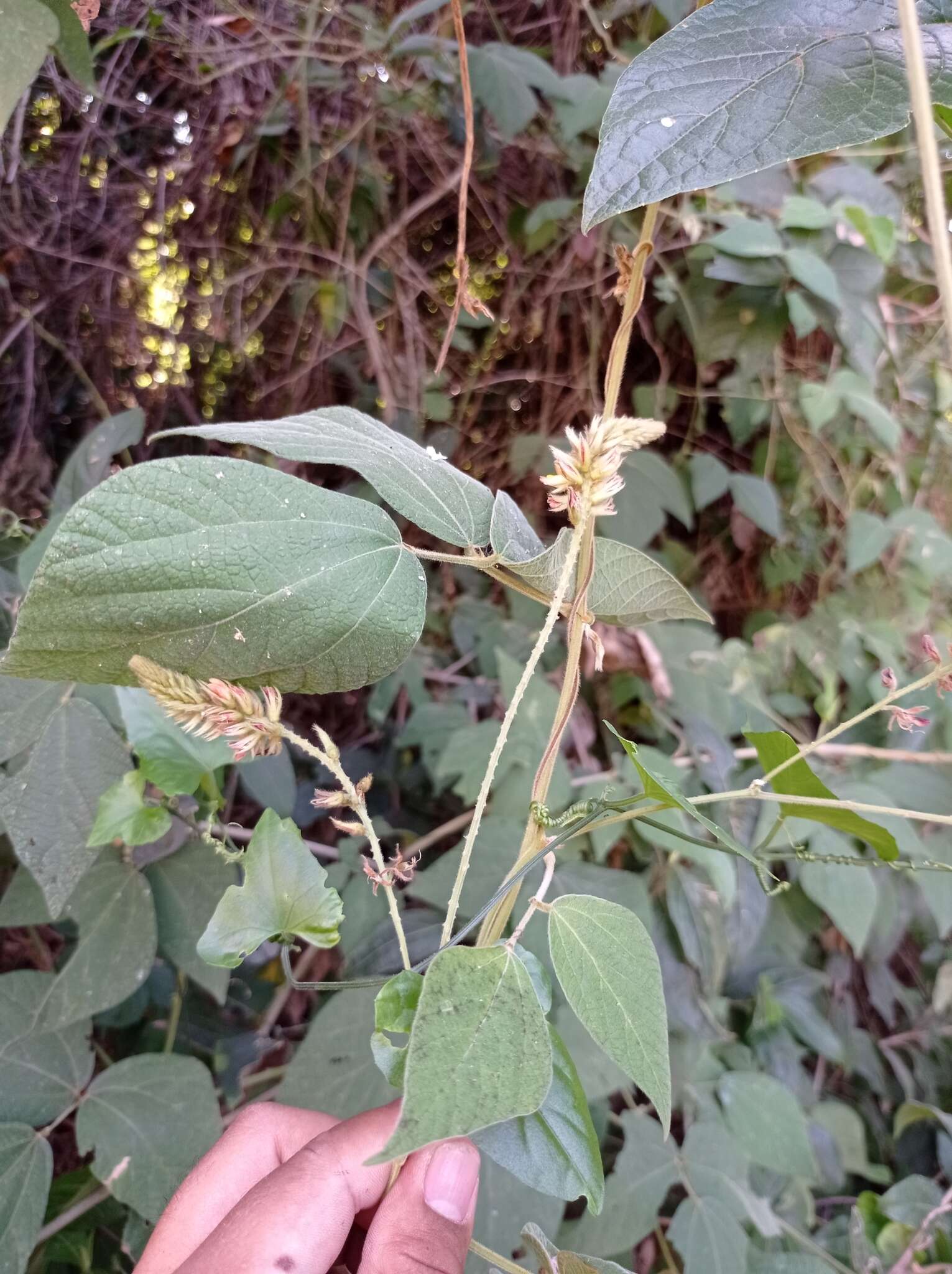 Image of Rhynchosia longeracemosa M. Martens & Galeotti