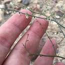 Image of Nevada buckwheat