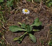 Image of Daisy