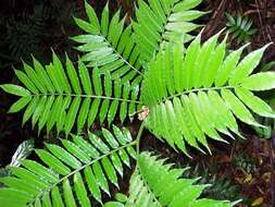 Image of angiopteris fern