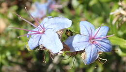 Plancia ëd Lobostemon paniculatus (Thunb.) Buek